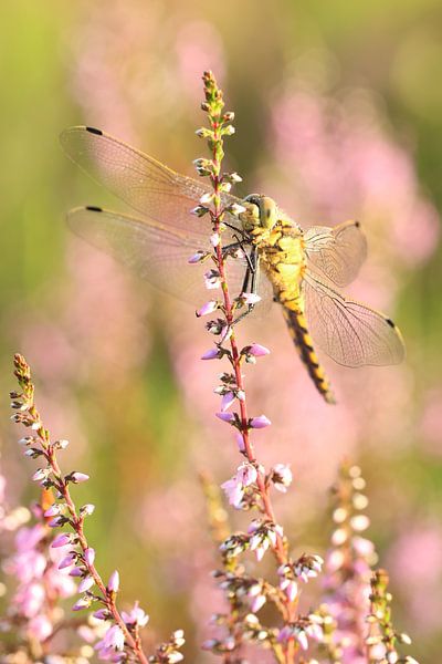 Porträt einer goldenen Libelle.1 von Daniëlle Eibrink Jansen