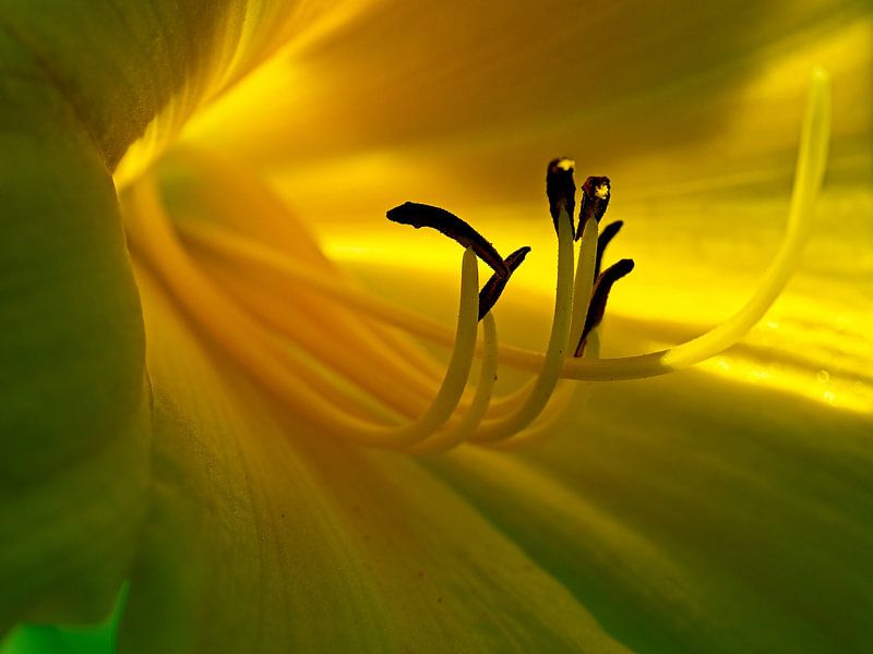 Im Inneren der Blume von Jan Enthoven Fotografie