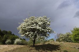 Meidoorn met donkere wolkenlucht von Frans de Winter
