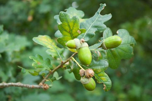 eikeltjes aan de boom