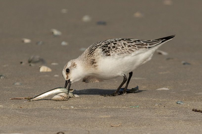 Sanderling isst Fisch am Strand von Arie Jan van Termeij