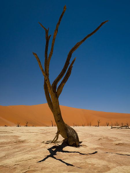Deadvlei Namibia by Willemijn Wolthaus