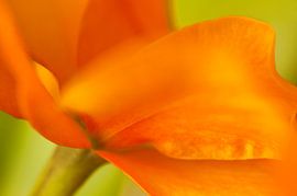 Floating Orange by Monique Simons