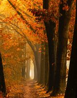 Small Fall