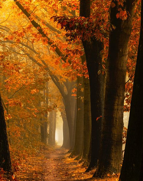kleiner Herbst von Lars van de Goor