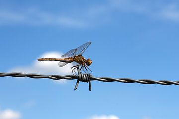 Libelle op prikkeldraad