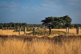 Paalgraven op de Regte Heide van Marc Houter
