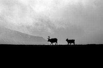 Rentiersilhouette auf Svalbard