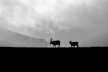 Rendier silhouette op Spitsbergen van Heleen Middel