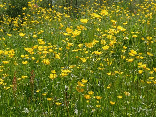 Sharp buttercup in a vegetation