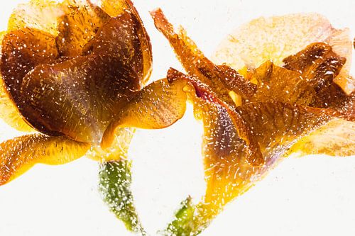 Orange Freesia dans la glace 2022 -2