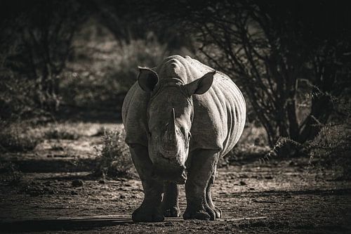 Met zijn ribben pronken
