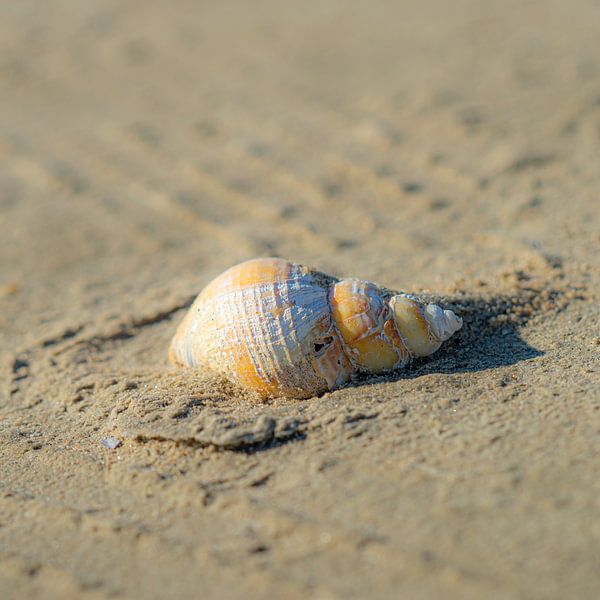 Stranded dwelling by Kirsten Warner