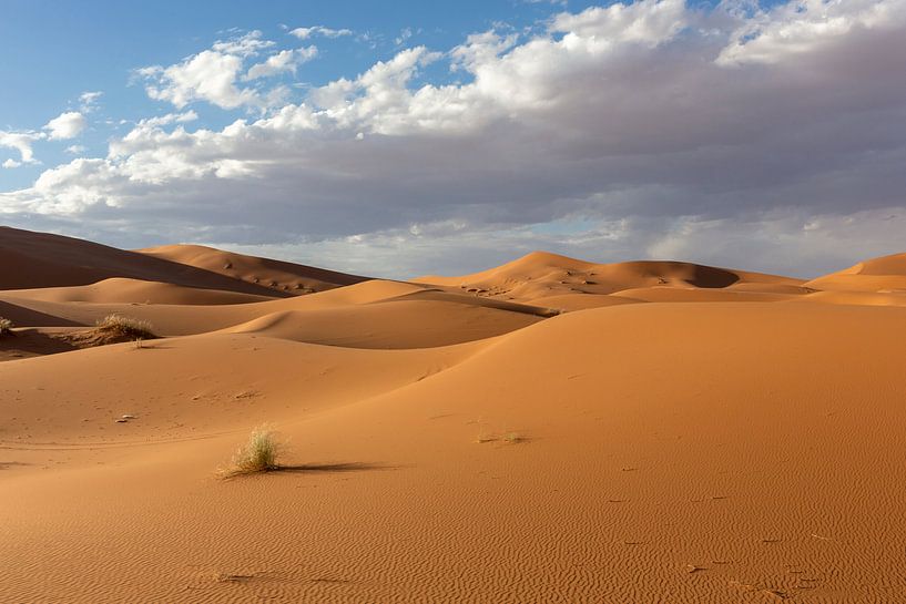 Wavy sand dunes at sunset in the background of dramatic sky clouds, Africa by Tjeerd Kruse