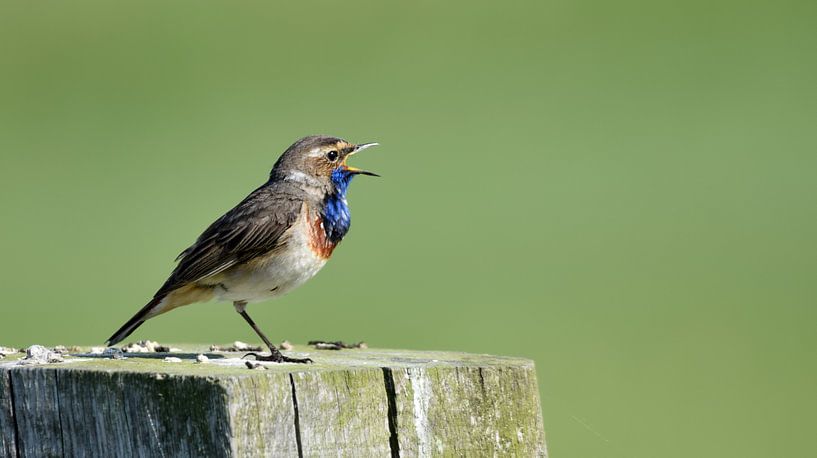 Zingende Blauwborst van Nathalie Jongedijk