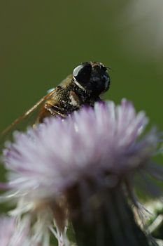 The Pollen Collector