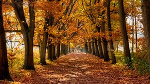 Chemin forestier par une journée d'automne ensoleillée sur Bram van Broekhoven