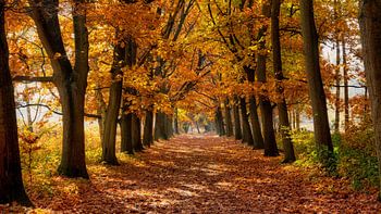 Waldweg an einem sonnigen Herbsttag