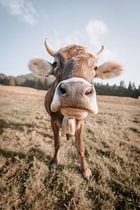 Douce vache de l'Allgäu avec vue sur le Grünten (tons terre)