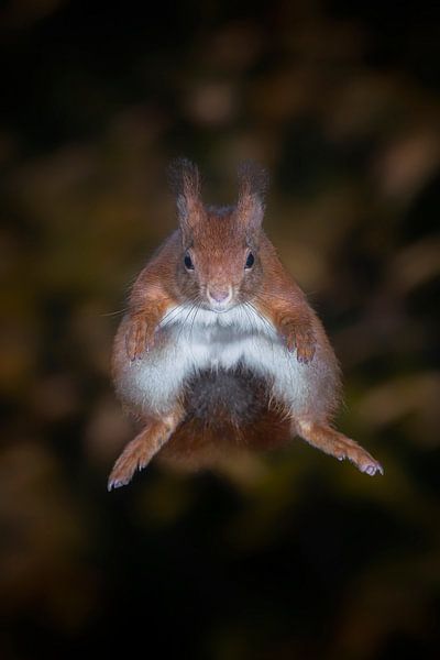 Springendes Eichhörnchen (frontal). von Albert Beukhof