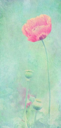 Mohn 1
