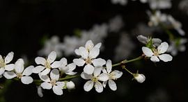 A flowering branch of cherry plums by Ulrike Leone
