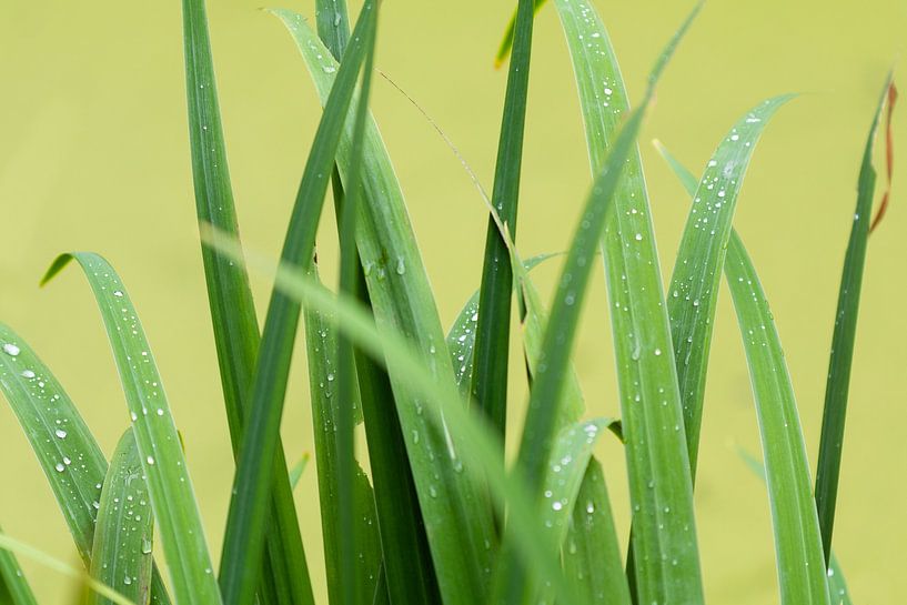 Reed by Evelyne Renske