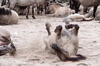chevaux sauvages