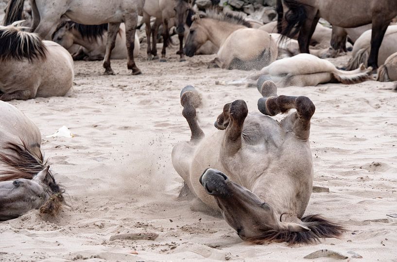 Wildpferde von Carina Meijer ÇaVa Fotografie