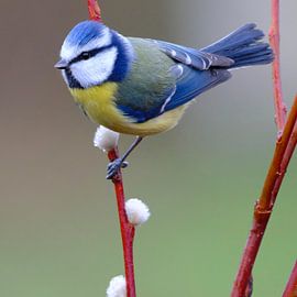 Blue tit
