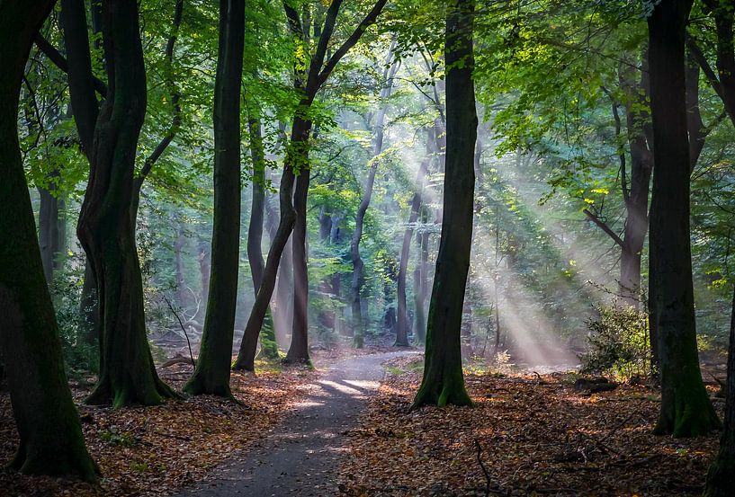 Het bos van Karin Tebes