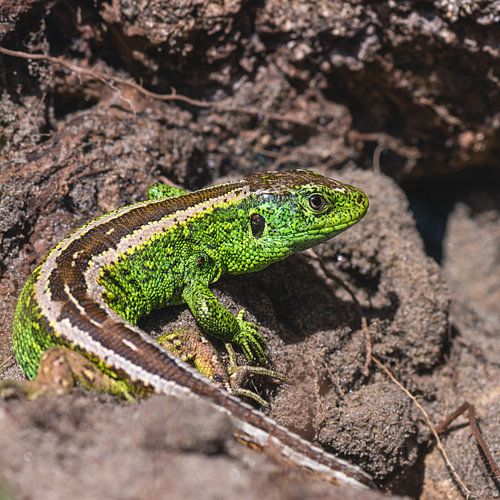 Groen zandhagedis op een boomstronk