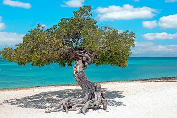 Divi divi boom op Eagle beach op Aruba in de Carribean van Eye on You