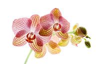 Orchideeënbloesem van Roland Brack thumbnail