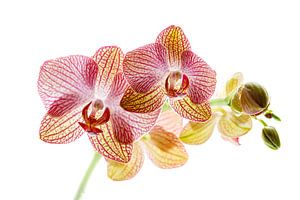Orchideenblüte
