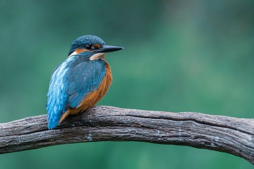 IJsvogel aan de waterkant