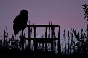 Europaeischer Uhu ( Bubo bubo ) im letzten Licht, Silhouette, wildlife