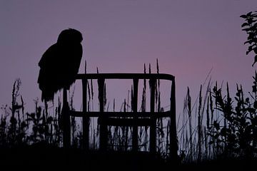 Eurasian Eagle Owl ( Bubo bubo ) in last light, silhouetted against evening sky, wildlife, by wunderbare Erde