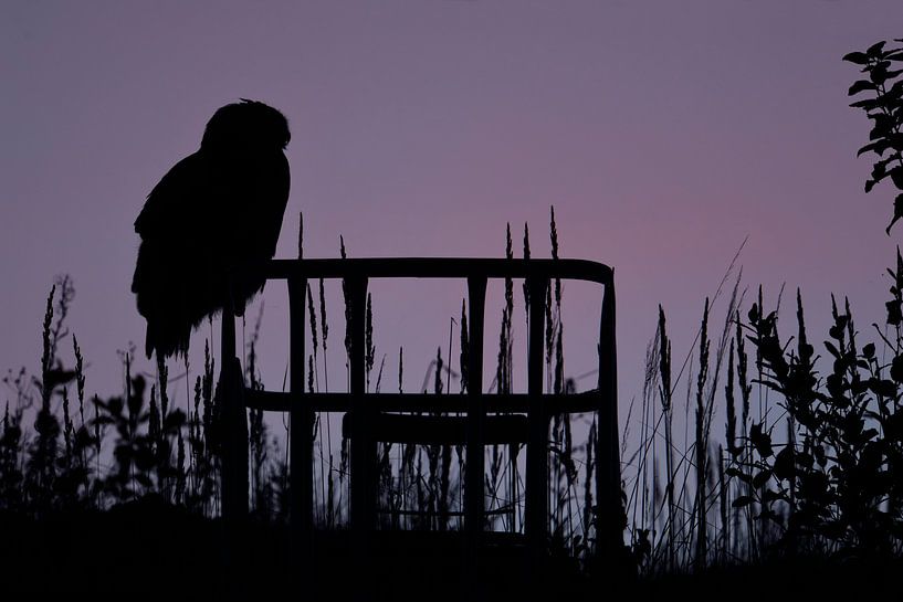 Europaeischer Uhu ( Bubo bubo ) im letzten Licht, Silhouette, wildlife par wunderbare Erde