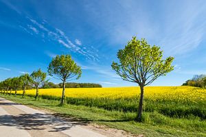 Way with trees at a blooming rape field by Rico Ködder