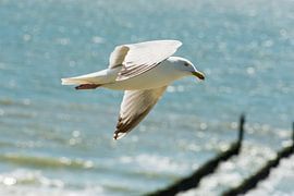 Zeemeeuw in vlucht by Harold  van Zandvoort
