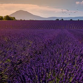 Lavendelfeld in der Provence bei Sonnenuntergang. von Christien Brandwijk