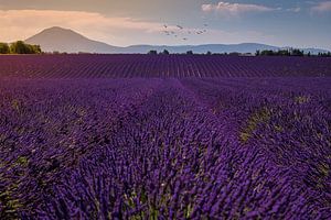Lavendelveld in de Provence tijdens zonsondergang. van Christien Brandwijk