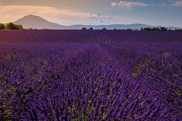 Champ de lavande en Provence au coucher du soleil.