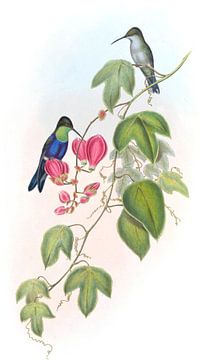 Tschudi's Wood-Nymph, John Gould van Hummingbirds
