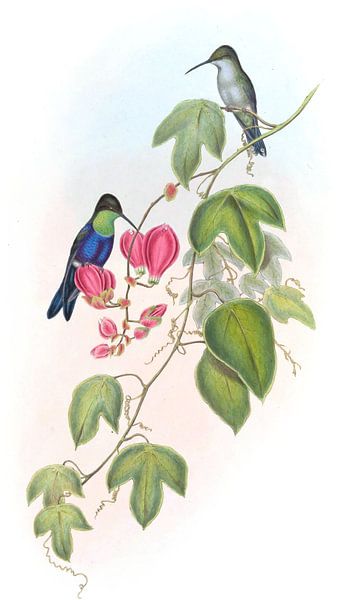 Tschudis Holz-Nymphe, John Gould von Hummingbirds
