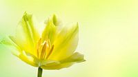 tulipe jaune macro