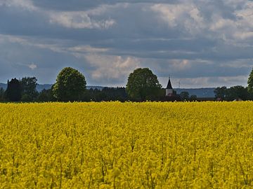 Rape field in spring by Timon Schneider