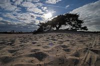 The lonely tree