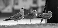 Gulls harbour Oudeschild Texel by Ronald Timmer thumbnail